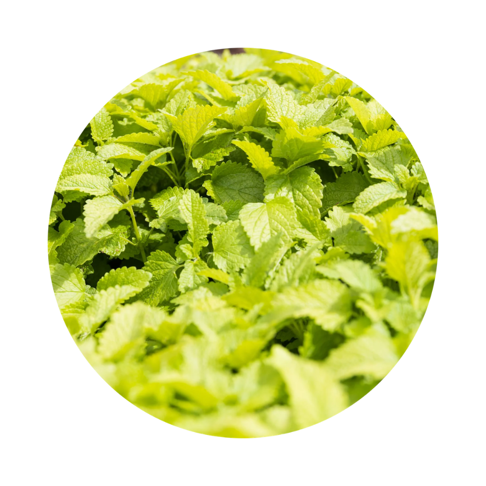 Jurlique Lemon, Geranium & Clary Sage Restoring Shower Gel 300mL